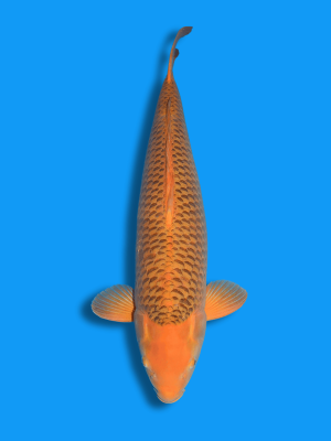 Ki Matsuba | Koi&Co.